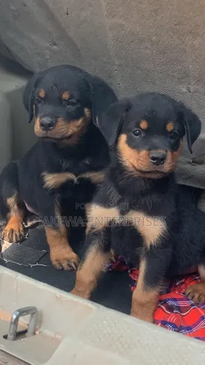 1-3 months Male Purebred Rottweiler