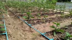 Order Driplines Now for Better Irrigation"