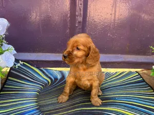 1-3 months Female Purebred Cocker Spaniel
