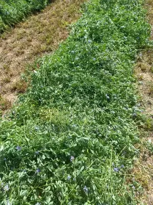 Lucerne Pellets Per Sack - 20kgs