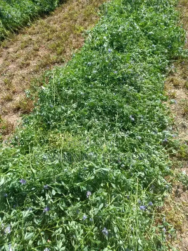 Lucerne Pellets Per Sack - 20kgs