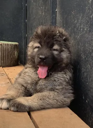 1-3 months Female Purebred Caucasian Shepherd