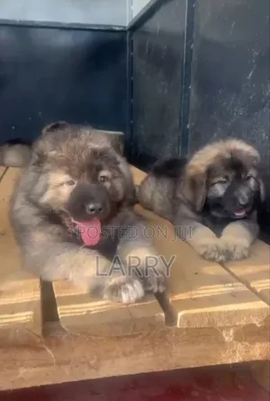 1-3 months Male Purebred Caucasian Shepherd