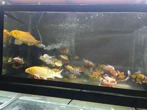 Aquarium Fish