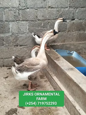 African Goose
