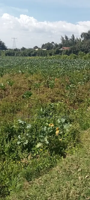Land on Sale at Kinungi Naivasha
