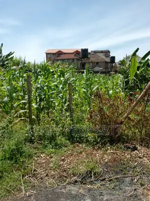 Prime Plot in Zambezi Kikuyu