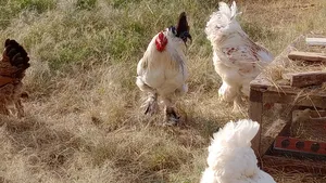 Brahma Chicken Eggs