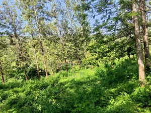 Residential/Agricultural Land in Kamahuha Makuyu