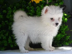 1-3 months Female Purebred Havanese