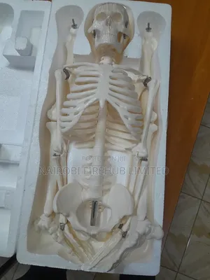Human Skelton Model for School Lab