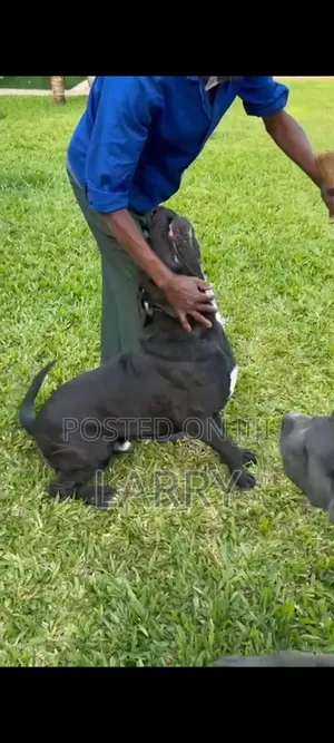 3-6 months Male Purebred Cane Corso