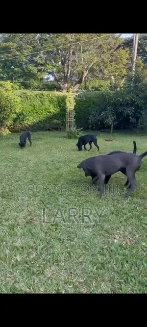 3-6 months Male Purebred Cane Corso