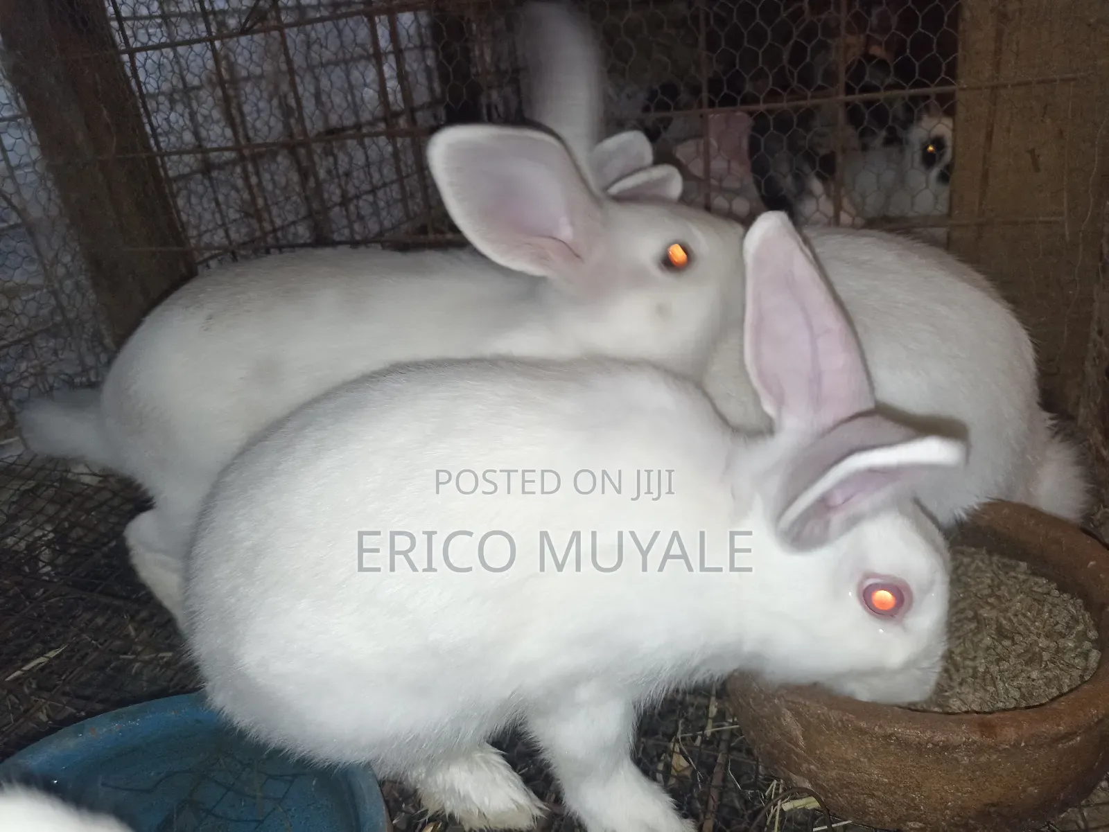 Rabbit Farming