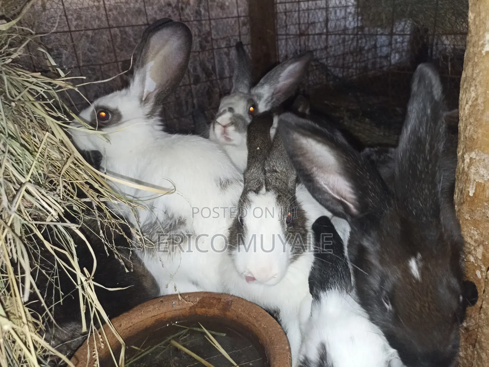 Rabbit Farming