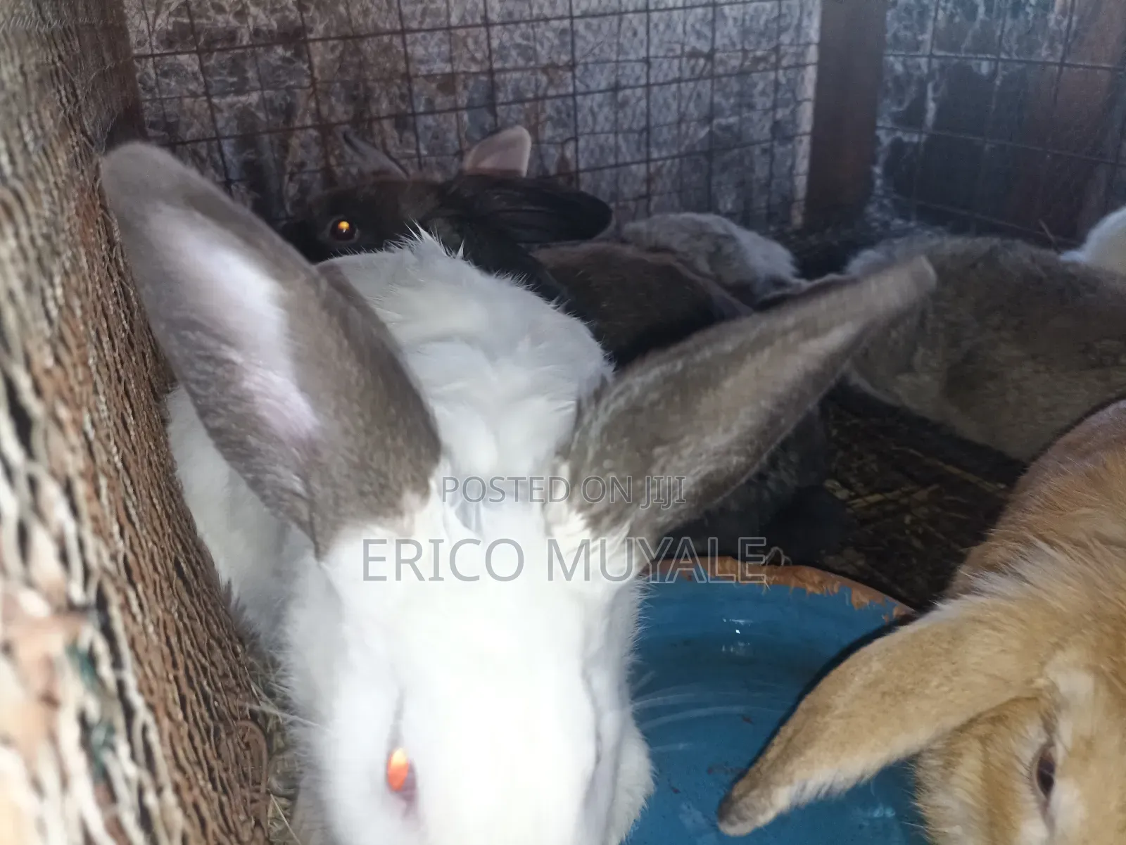 Rabbit Farming