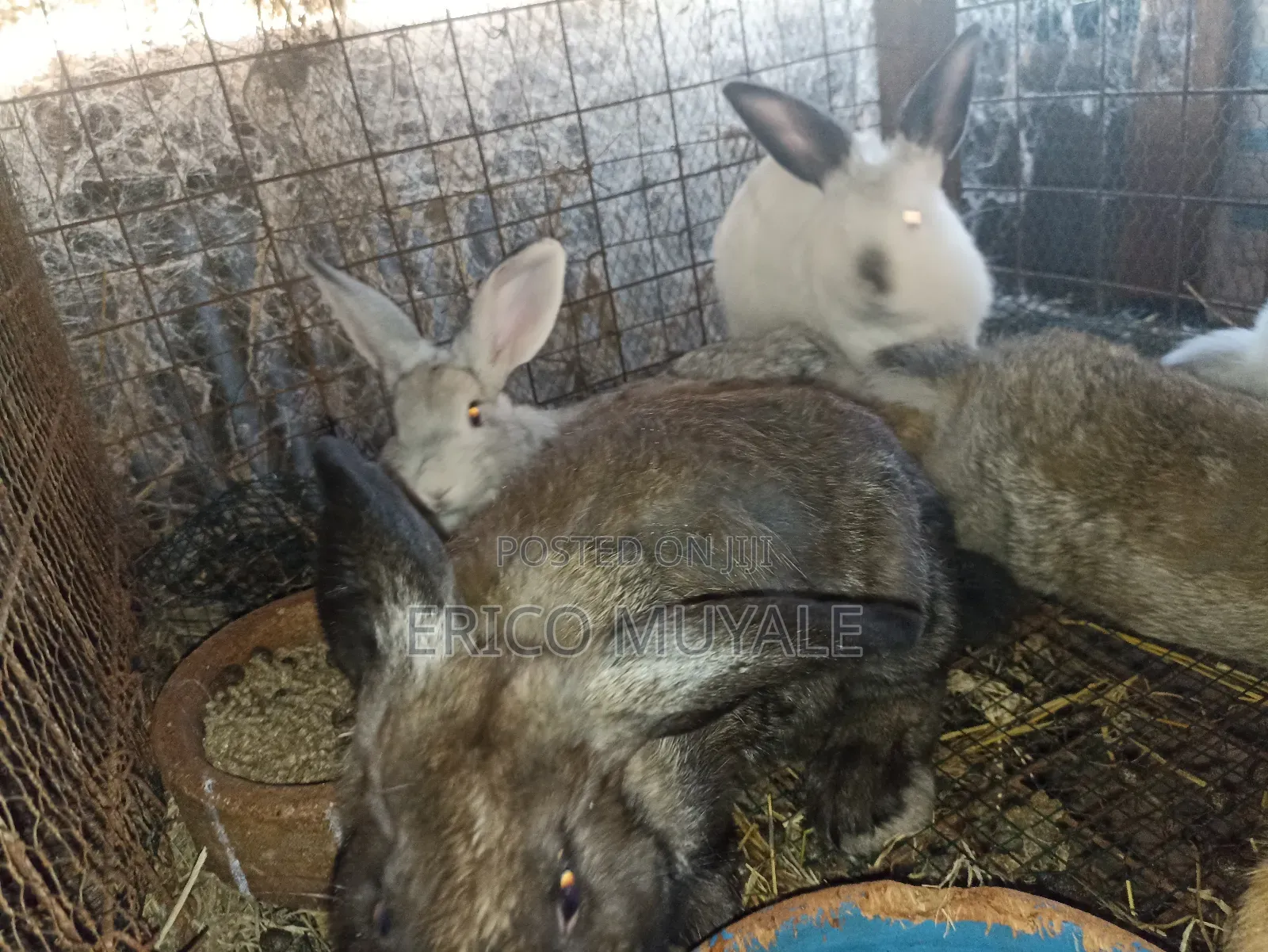 Rabbit Farming