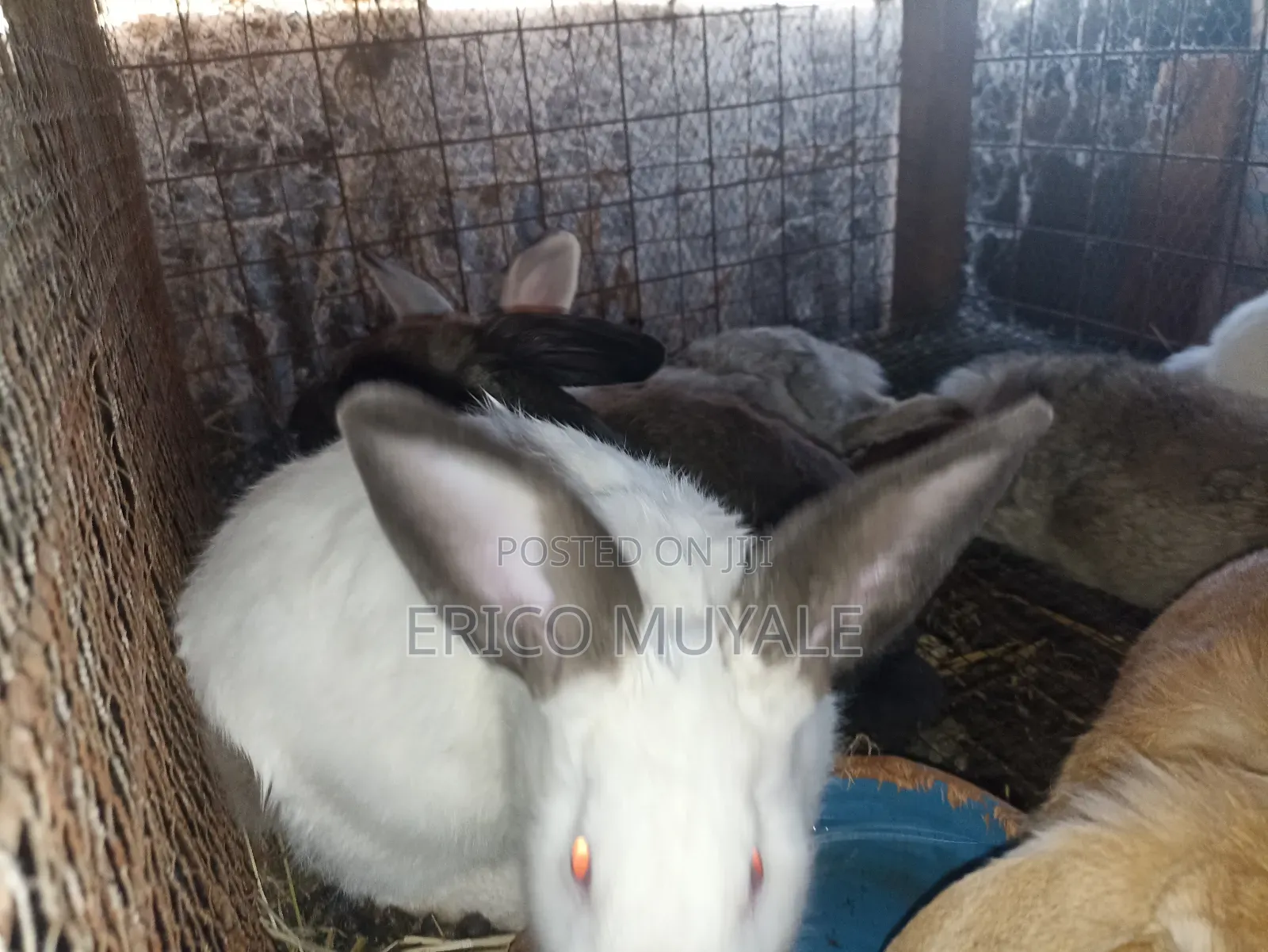 Rabbit Farming