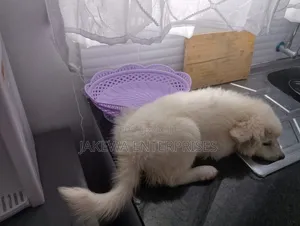 1-3 months Male Purebred Japanese Spitz
