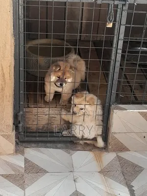 1-3 months Female Purebred Chow Chow