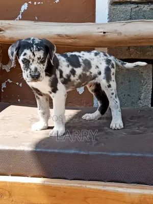 1-3 months Male Purebred Great Dane