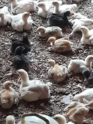 Agriculture