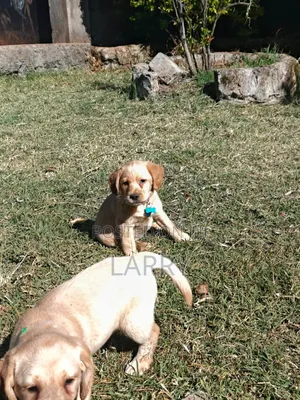 1-3 months Female Purebred Labrador Retriever