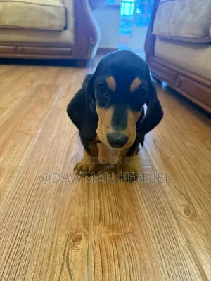 1-3 months Male Purebred Dachshund
