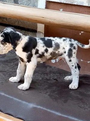 1-3 months Male Purebred Great Dane