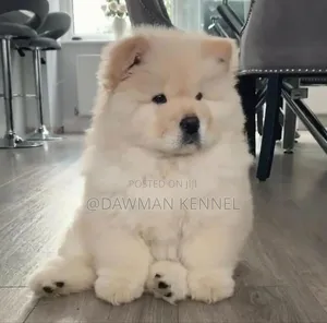 1-3 months Male Purebred Chow Chow