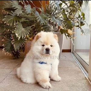 1-3 months Male Purebred Chow Chow