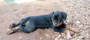 1-3 months Female Purebred Rottweiler