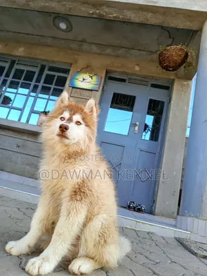 3-6 months Male Purebred Siberian Husky