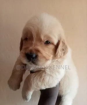 1-3 months Male Purebred Golden Retriever