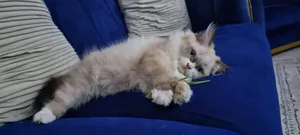 1-3 months Male Purebred Ragdoll