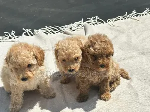 1-3 months Male Purebred Poodle