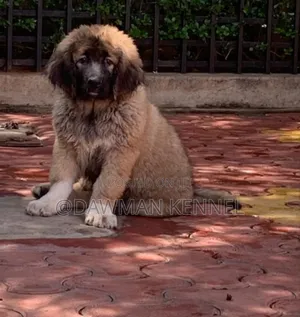 1-3 months Male Purebred Caucasian Shepherd