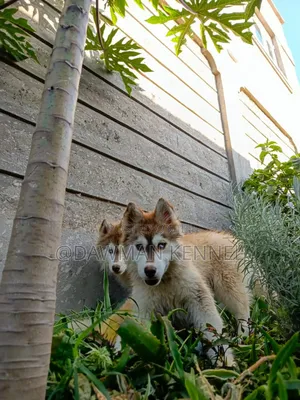 3-6 months Female Purebred Siberian Husky