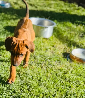 1-3 months Male Purebred Rhodesian Ridgeback