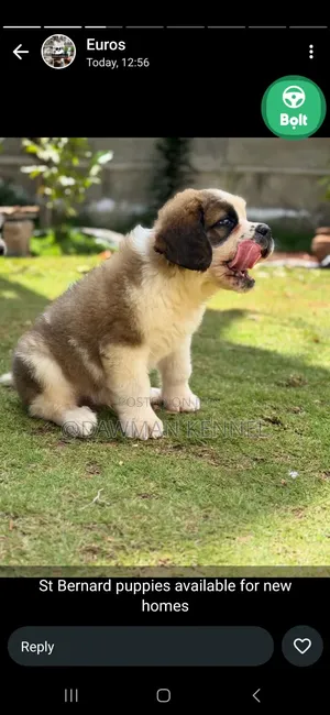 1-3 months Male Purebred Saint Bernard