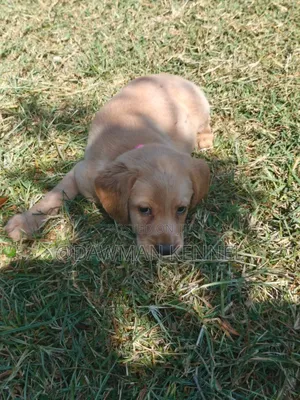 1-3 months Male Purebred Labrador Retriever