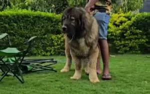 1+ year Male Purebred Caucasian Shepherd