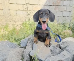 1-3 months Male Purebred Dachshund