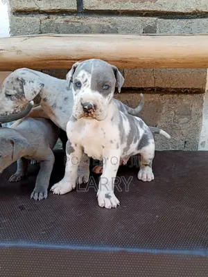 1-3 months Male Purebred Great Dane