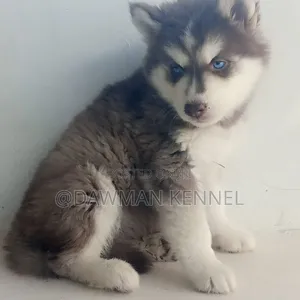 1-3 months Male Purebred Siberian Husky