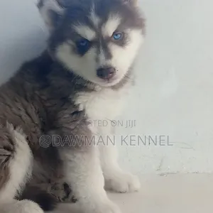 1-3 months Female Purebred Siberian Husky