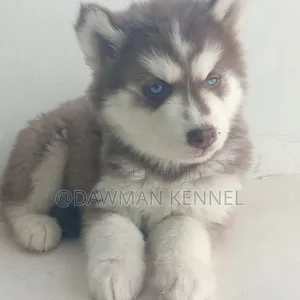 1-3 months Male Purebred Siberian Husky