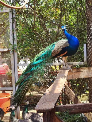 Peacock Available