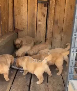 1-3 months Male Purebred Golden Retriever