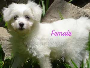 1-3 months Female Purebred Havanese